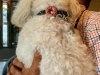 daisypoodle