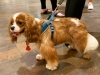daisyspaniel