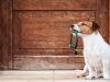 Daisy's pet Service, We exercise the dog.