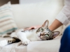 We Give your pet companionship