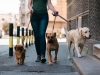 tri-leash